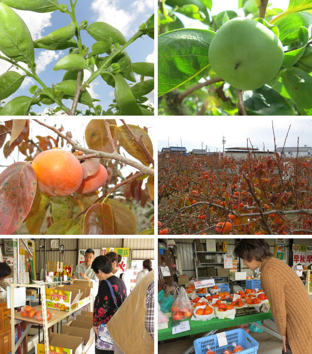 富有柿生産販売 富有柿生産販売
