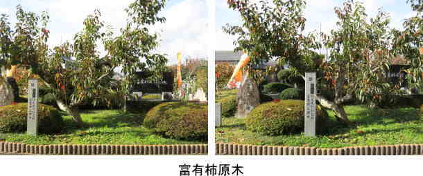 富有柿原木