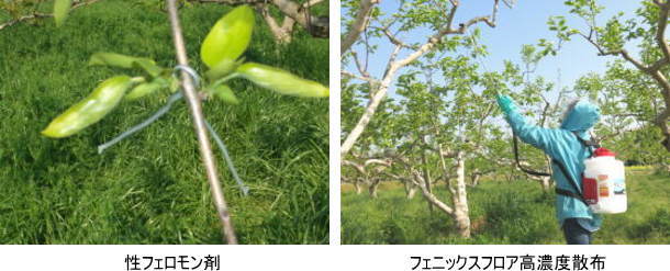 富有柿の樹幹害虫　防除