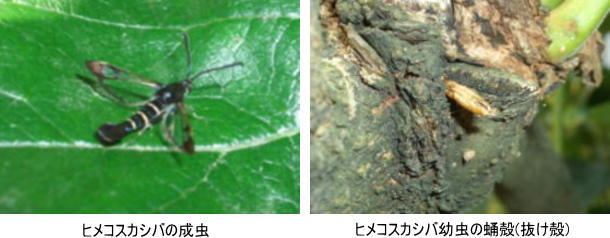 富有柿の樹幹害虫　ヒメコスカシバ