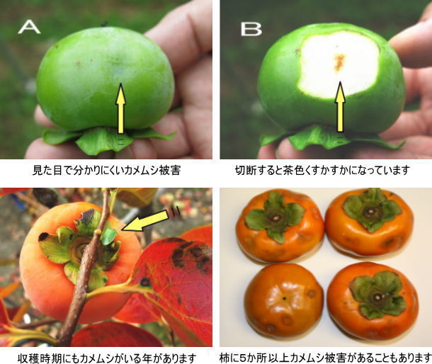 富有柿のカメムシ被害