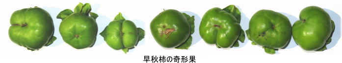 早秋柿の奇形果