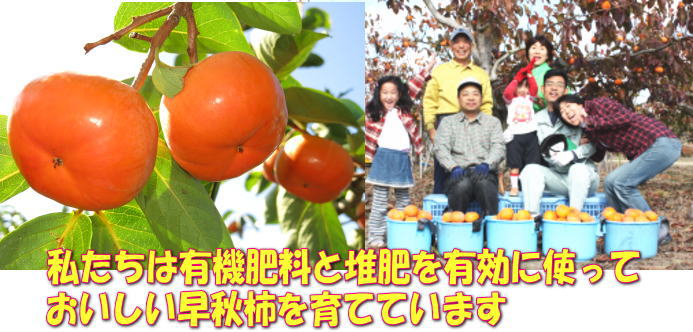 早秋柿紹介 早秋柿紹介
